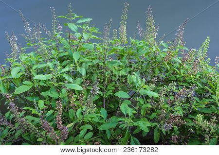 The Holy Basil Or Hot Basil, Ocimum Sanctum