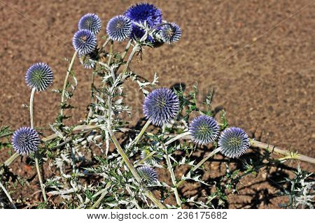 Echinops Ritro Is A Clump-forming, 4-foot Tall Plant With Golf Ball Sized Blue Flower Heads Atop Sti