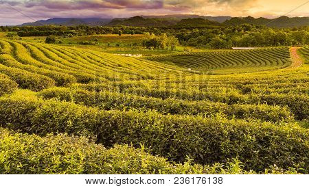 High Hill Green Tea Plantation, Natural Landscape Background
