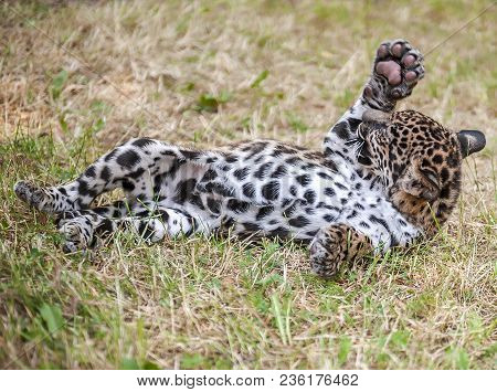 Cute Young Jaguar (panthera Onca) Showing Its Claws. Wild Cat Having Fun Playing In The Meadow On Th