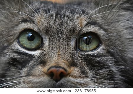 Extreme Close Up Portrait Of Manul Cat