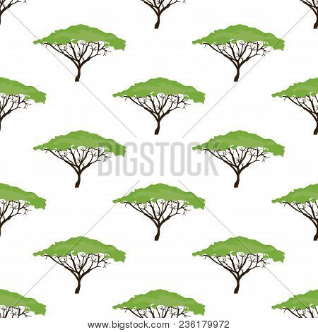 Acacia Tree Seamless Pattern On The White Background. Vector Illustration