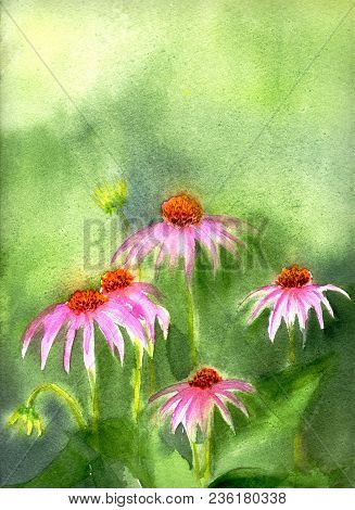 Purple Ehinacea Flowers On Green Textured Background. Spring, Summer Wildlife, Outdoors, Nature. Bot