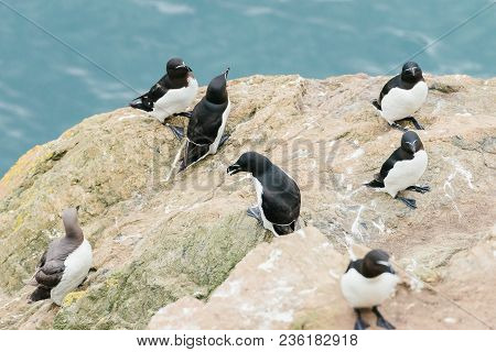 Razorbills Standing On The Cliffs Of Skomer Island Pembrokeshire West Wales Uk.