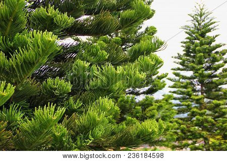 Beautiful Large Evergreen Tree Araucaria, Leaves Linearly Lanceolate, Up To 5 Cm Long, Bright Green,