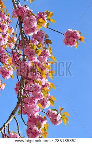 Flowering Tree In The Spring In Collserola Park