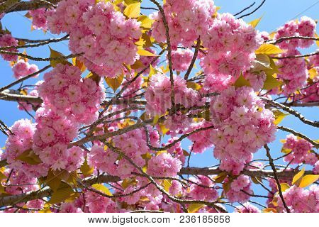 Flowering Tree In The Spring In Collserola Park