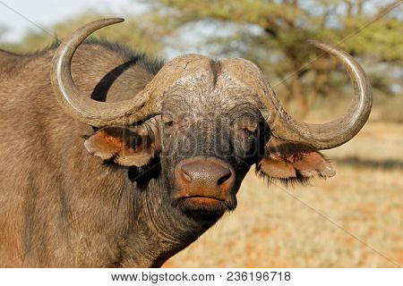 Portrait of an African or Cape buffalo (Syncerus caffer), Mokala National park, South Africa