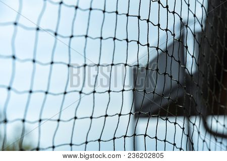 Safety Net For Cats Balcony Safety Animals