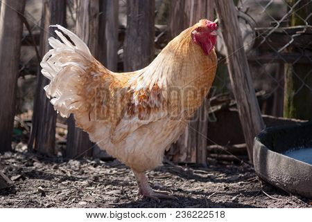 Beautiful Rooster Walking In A Farm Yard In Summer Day