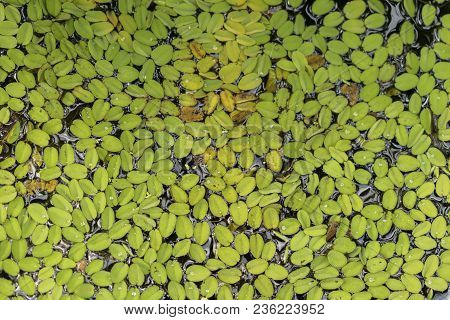 Fresh Aquarium Floating Plants, Duckweed On The Water, Texture, Dwarf Water Lettuce, Natural Pattern