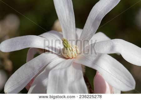 White Flowers Of The Kobus Magnolia (magnolia Kobus)