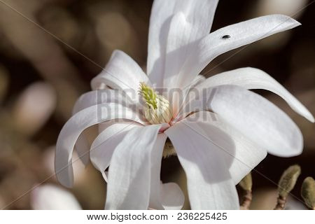 White Flowers Of The Kobus Magnolia (magnolia Kobus)