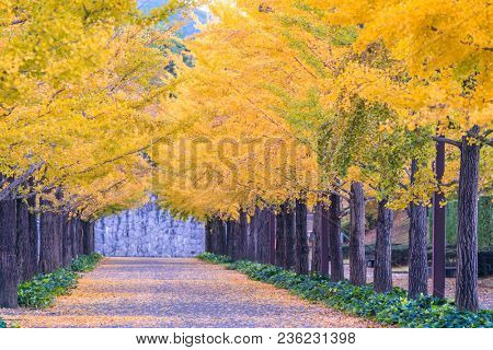 Ginkgo Road at Bandai Azuma Sport park Fukushima Japan
