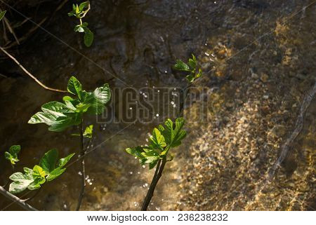 Leaf And Whater In Serra De Tramuntana, Balearic Islands, Majorca, Spain