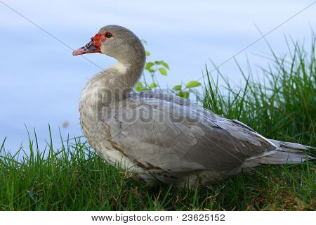 Duck