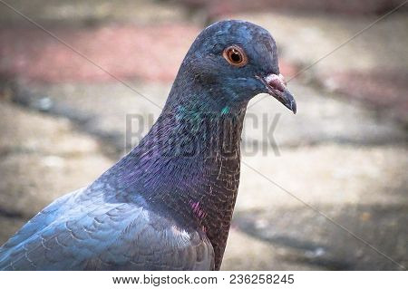 Front View Of The Face Of Rock Pigeon.rock Pigeons Crowd Streets And Public Squares, Living On Disca