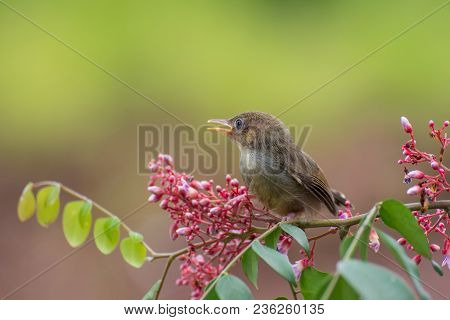 Young Bar Winged Prinia Looking For Sunlight