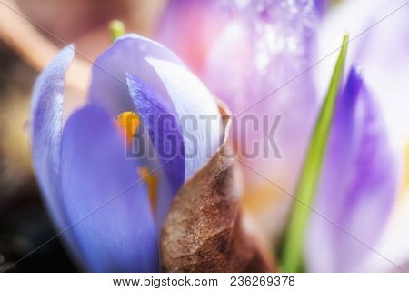 Violet Crocus Vernus In The Garden Macro Photography