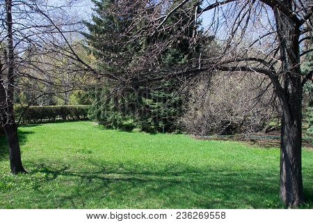 Trees In A City Park On A Meadow With Green Grass