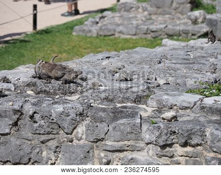 Ctenosaura Similis As Black Spiny-tailed Two Iguana At Tulum Mayan City, Archeological Site, Ctenosa