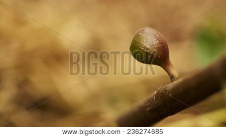 Fig On The Branch