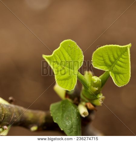 Fig On The Branch