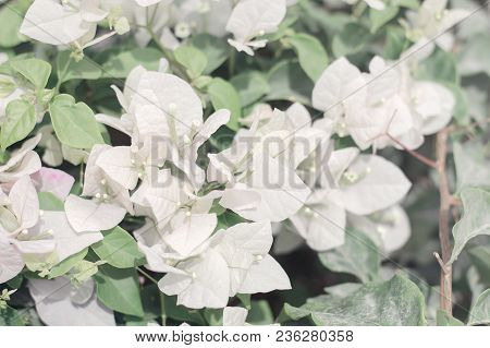Bougainvillea Bush With White Blooming Flowers In A Sunny Day. Background With White Flowers