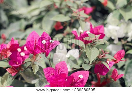 Bougainvillea Flowers Of Purple Color. Blooming Flowers. Evergreen Shrub