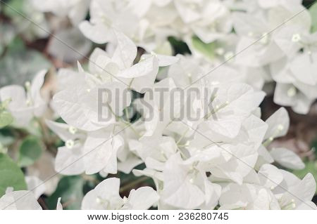 White Bougainvillea Flowers During Blooming Perion In Spring. Background With White Bougainvillea