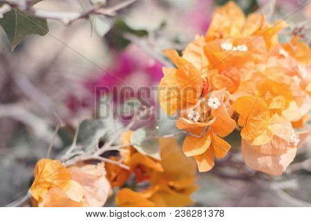 Orange Bougainvillea Flowers. Blooming Paperflower. Popular Plant For Gardening And Parks