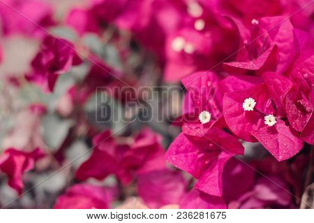 Background With Dark Red Bougainvillea Flowers. Blooming Plant. Selective Focus