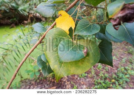 Sacred Tree For Hindus And Buddhist. Bodhi Leaves Or Pho Leaves On Natural Background, Heart Leaf, P