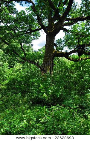 Green Forest