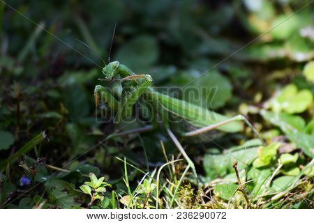 Green Europena Mantis Is Hidding In The Grass