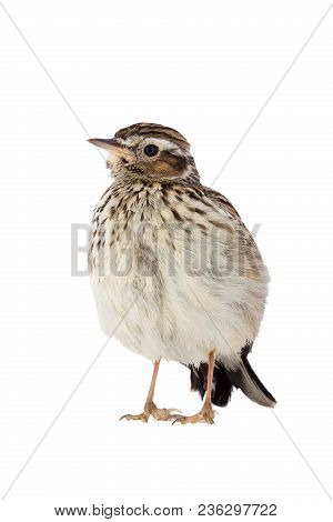 Wood Lark (lullula Arborea) Isolated On A White Background