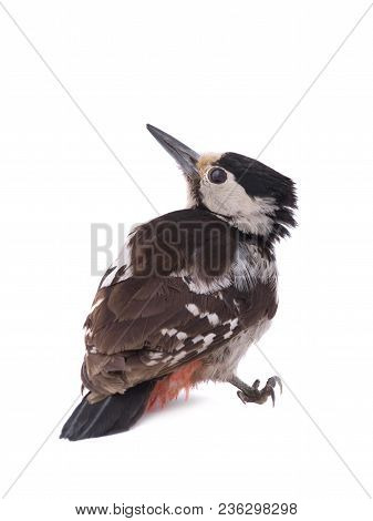 Great Spotted Woodpecker (dendrocopos Major)  Isolated On A White Background In Studio Shot