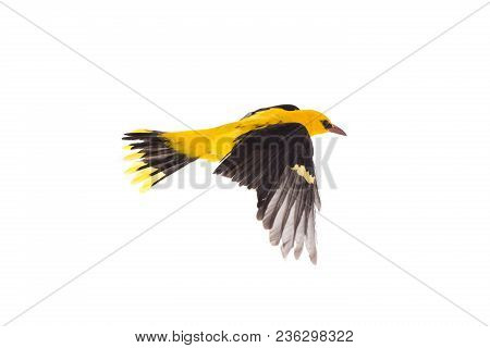 Eurasian Golden Oriole (oriolus Oriolus)
