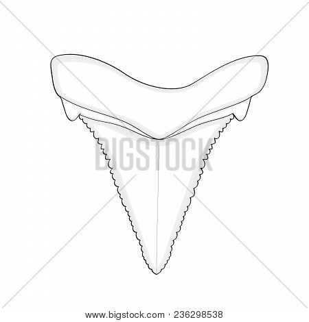 Archaeology, Ichthyology. Raster Illustration Of A Tooth Shark Isolated Object On White Background. 