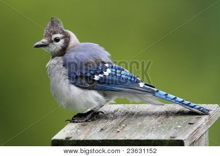Blue Jay på en fugl hus