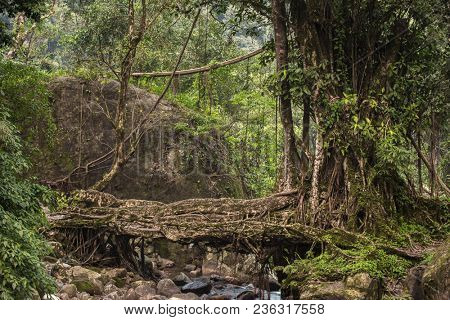 Living roots bridge near Nongriat village, Cherrapunjee, Meghalaya, India. This bridge is formed by training tree roots over years to knit together.