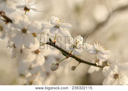 Spring flowers tree branch Nature background Nature flower background flower Nature background Nature flower macro flower sunset flower Nature flower Nature background flower Nature flower Nature background White flower Nature flower Nature background.