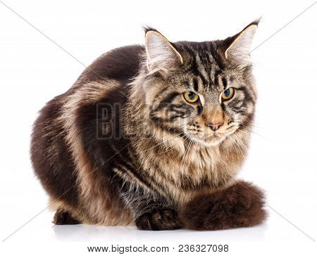 Animal, Cat, Pet Concept - Mainecoon Male Cat On A White Background