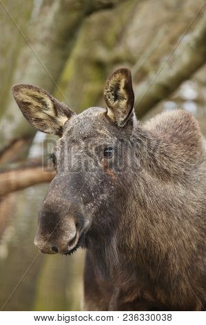 Eurasian Elk In The Nature Looking Habitat During Autumn Time. Moose In The Chilly Morning Weather I