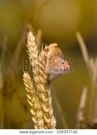 Micromys minutus or Harvest Mouse in wheat field