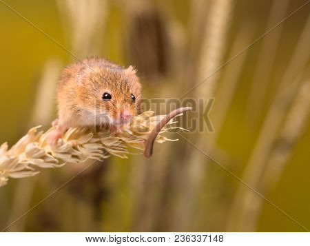 Micromys minutus or Harvest Mouse in wheat field