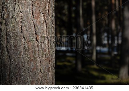 Pine Forest In Close-up And Place For Text