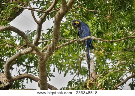 hyacinth macaw on a palm tree in the nature habitat, wild brasil, brasilian wildlife, birding, bigge