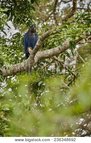 hyacinth macaw on a palm tree in the nature habitat, wild brasil, brasilian wildlife, birding, bigge