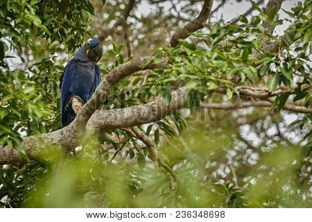 Hyacinth Macaw On A Palm Tree In The Nature Habitat, Wild Brasil, Brasilian Wildlife, Birding, Bigge